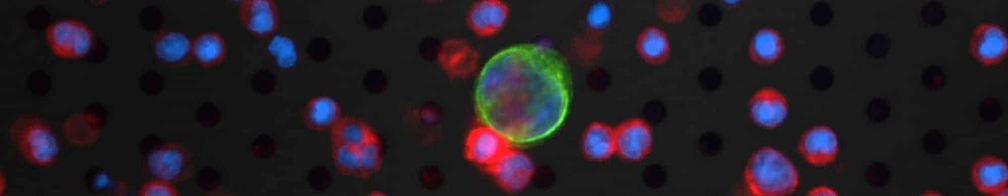 Image, enumerate and analyze rare cells