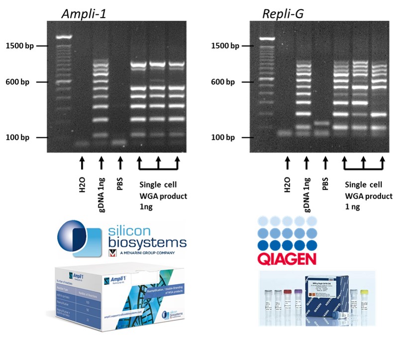 Isolate single cells and amplify its DNA with commercial kits of Silicon Biosystems (Ampli1) 